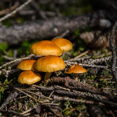 Paddenstoelen in het bos, photo by Roel Pepels